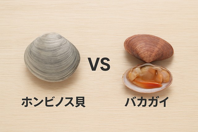 ホンビノス貝 vs バカガイ！見た目と味の決定的違いとは？